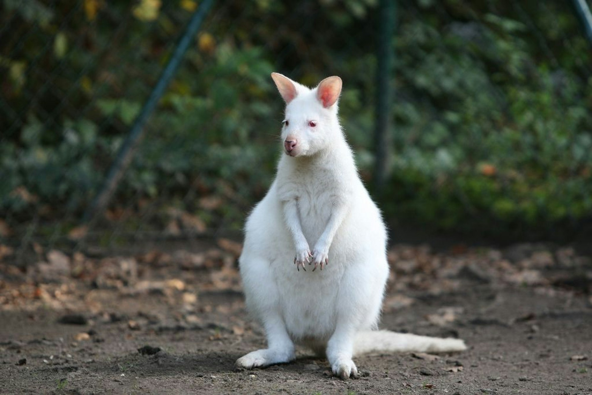 Albino_Kangaroo- Solinger Vogelpark
