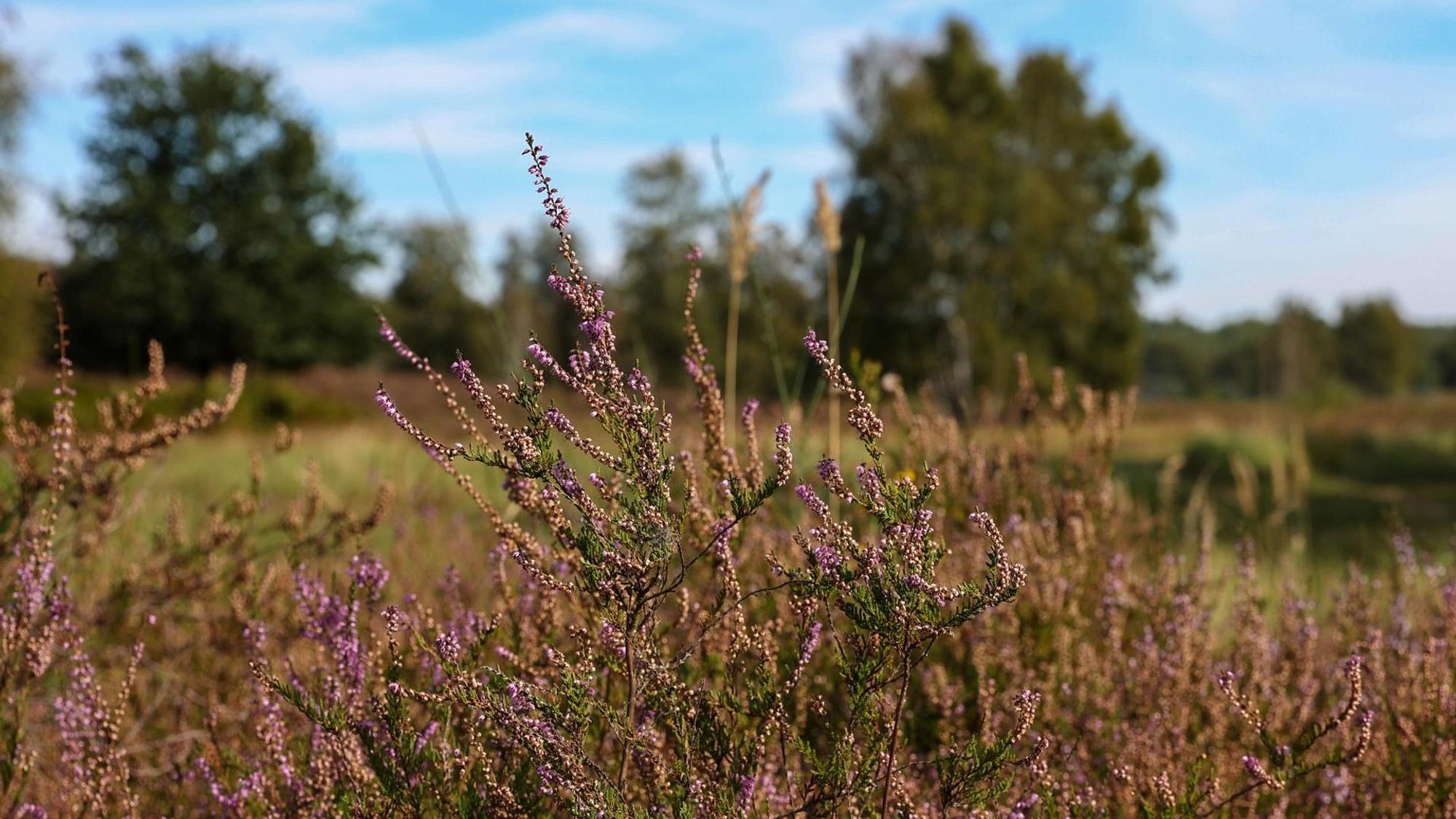 lila Heidekraut, Bäume und blauer Himmel im Hintergrund