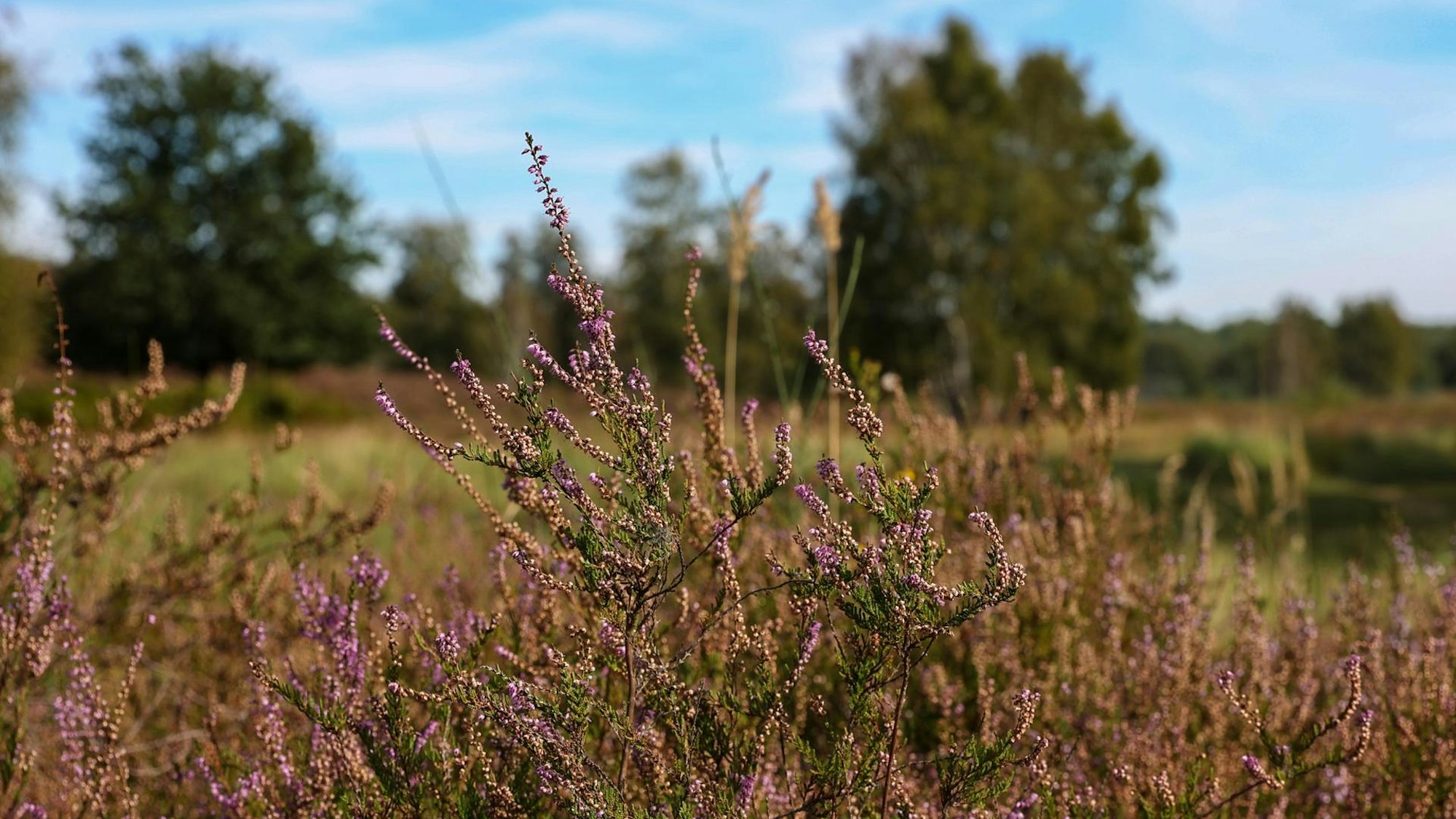 lila Heidekraut, Bäume und blauer Himmel im Hintergrund