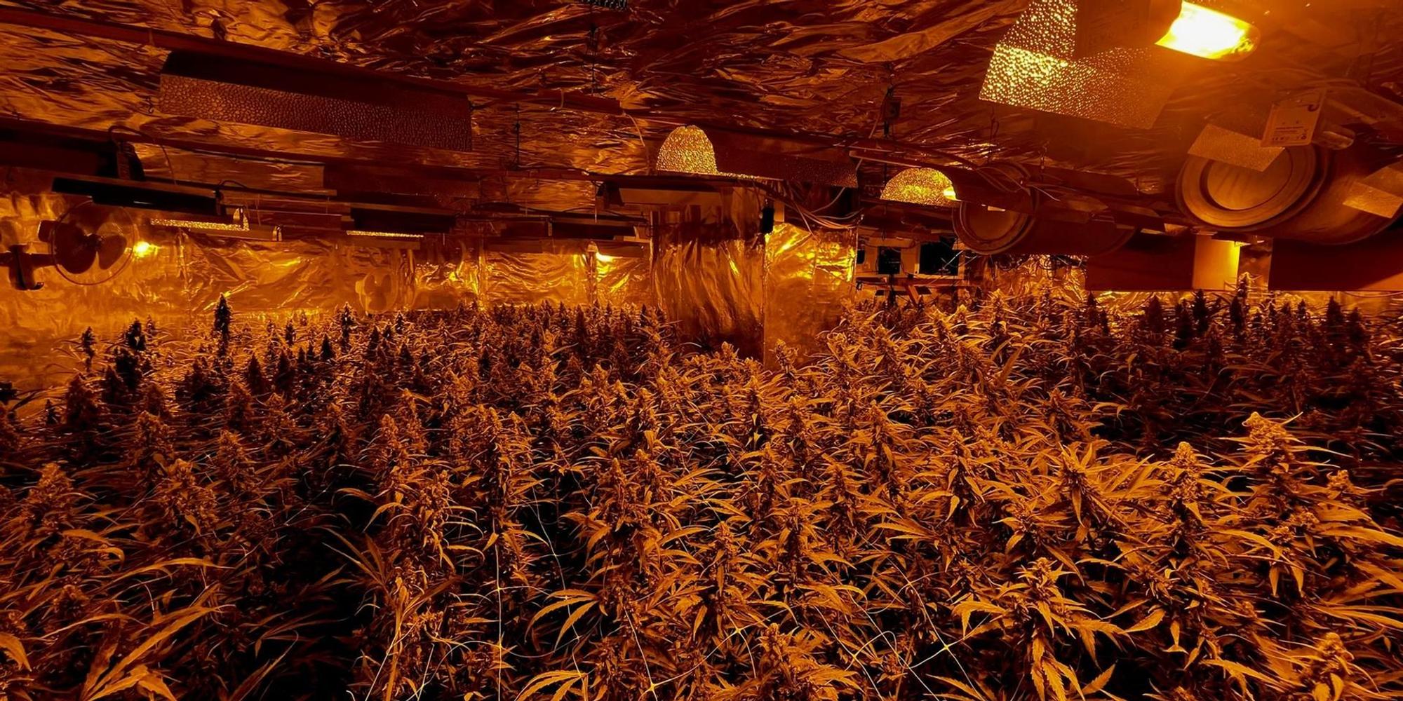 Cannabisplantage