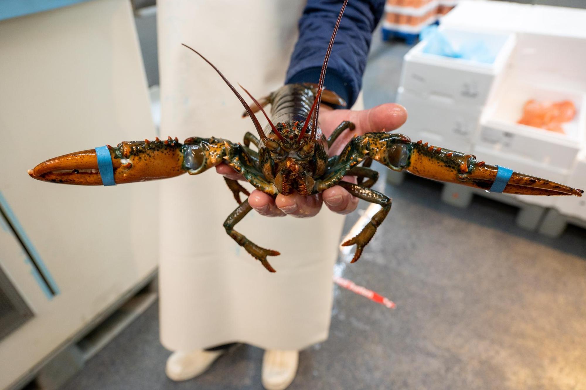 Mare Hummer