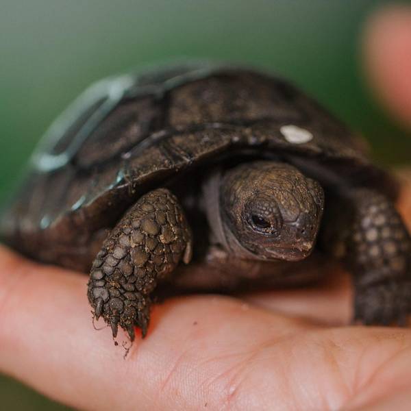 Schildkröte Symbolbild