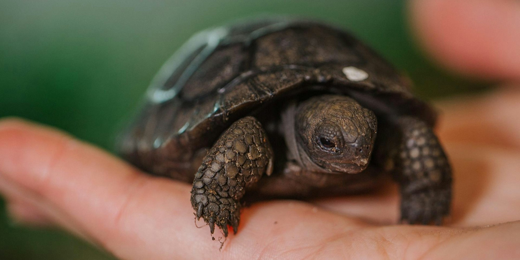 Schildkröte Symbolbild