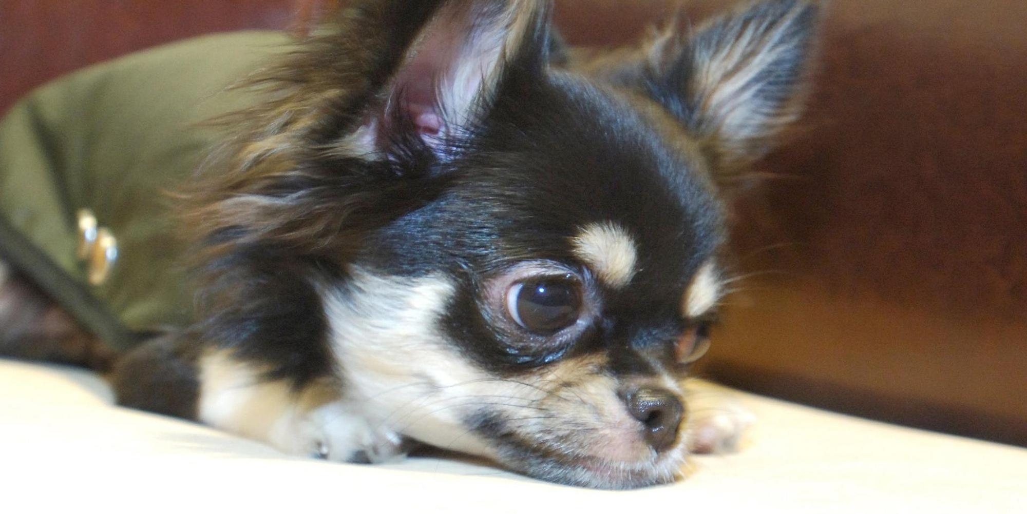 Kleiner Hund