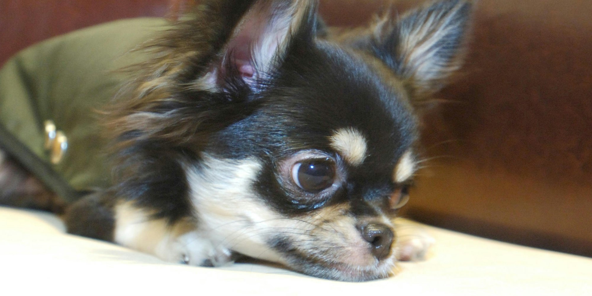 Kleiner Hund