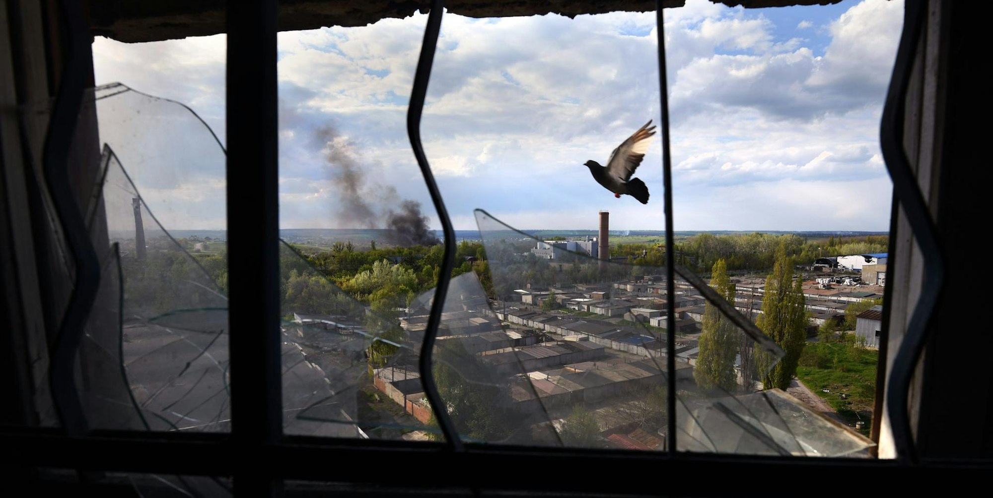 Charkiw Taube vor Fenster