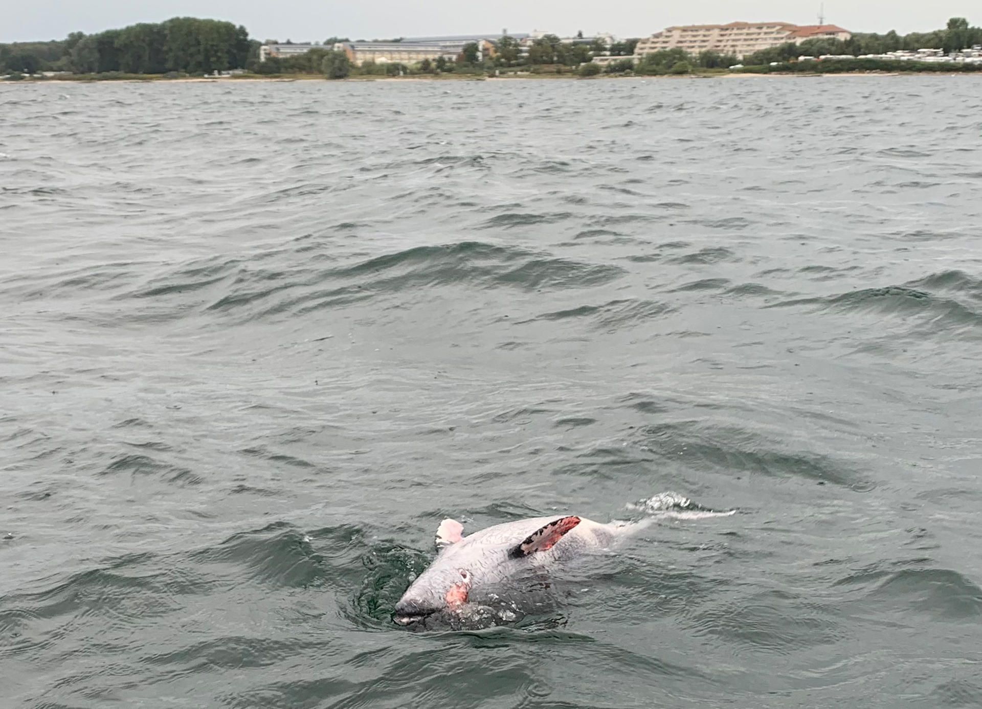 Toter Schweinswal