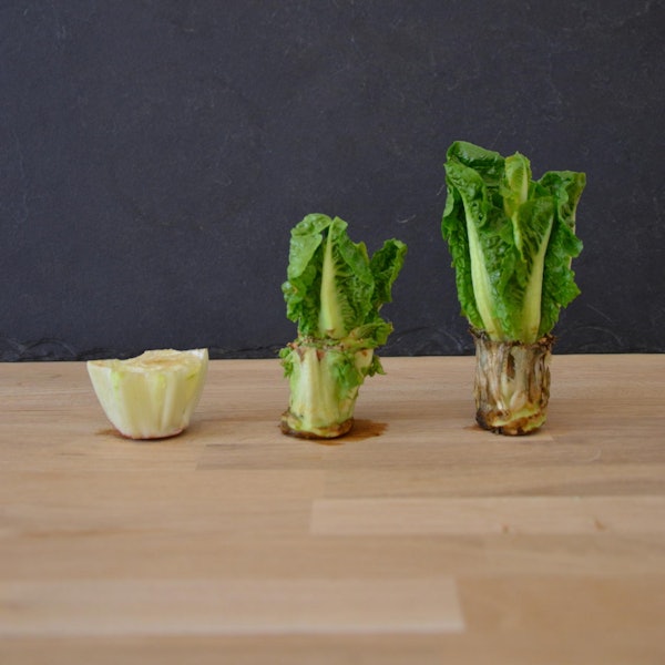 Raupach_Lill_Regrow-your-veggies_9783818605346_Plantura-GmbH_Bild-Nr011