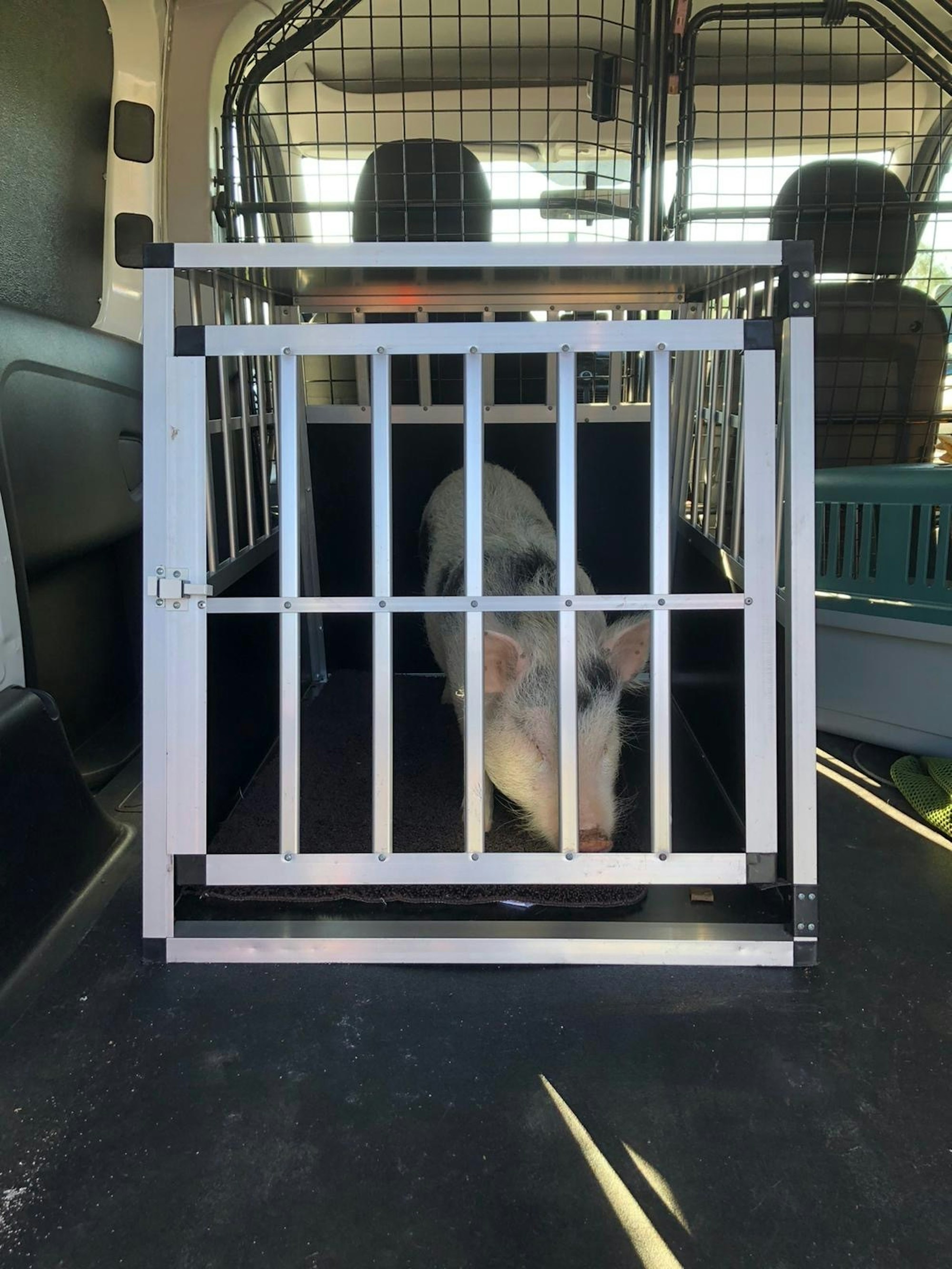 hausschwein_zülpich2