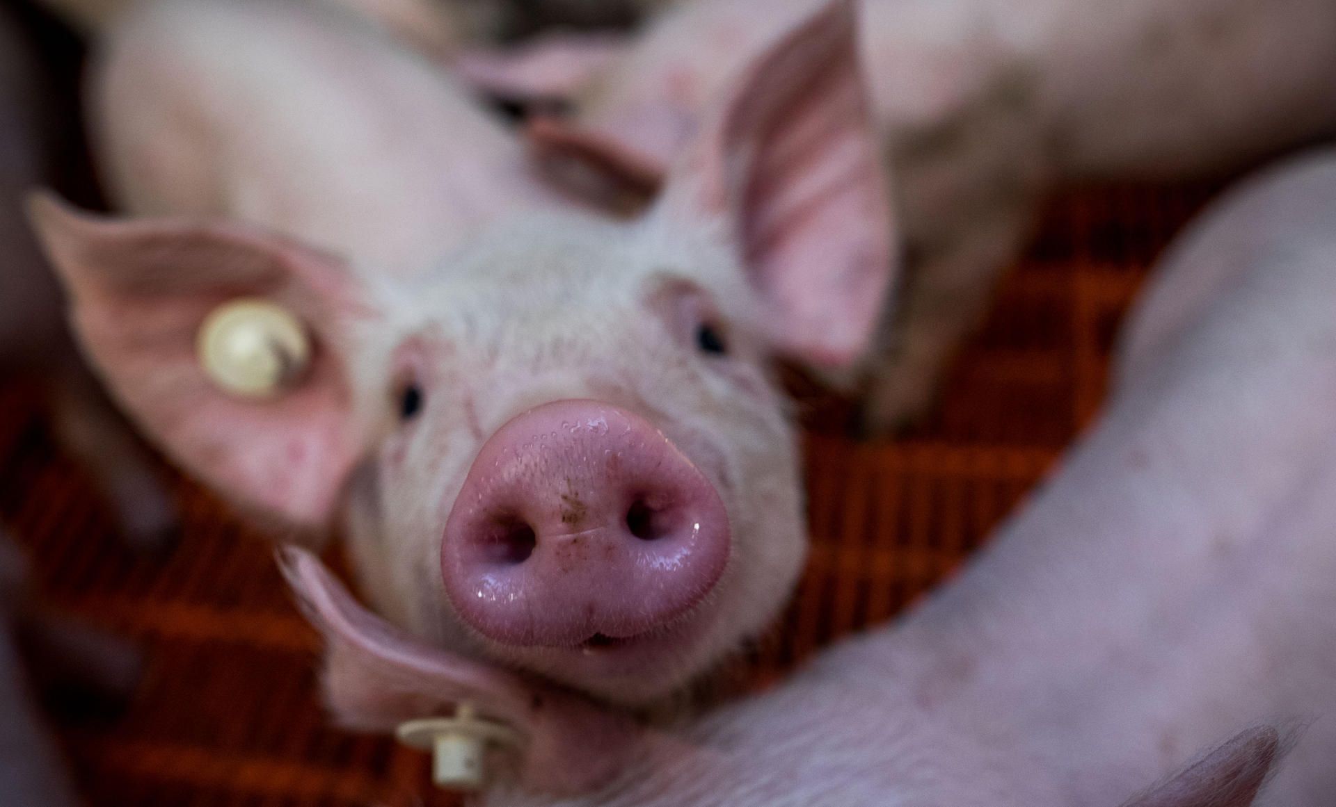 Schweine