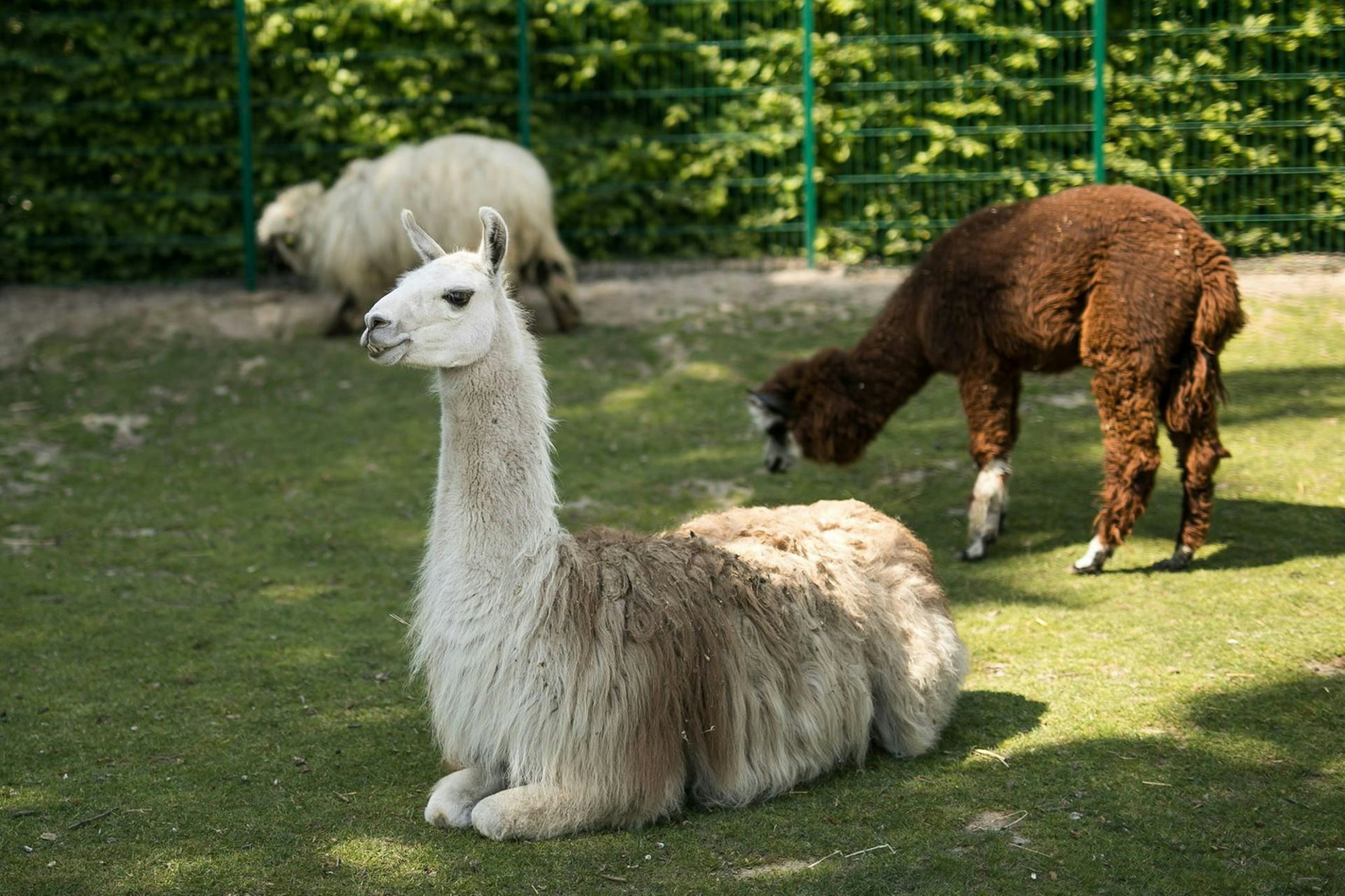 hu-lama_(4)