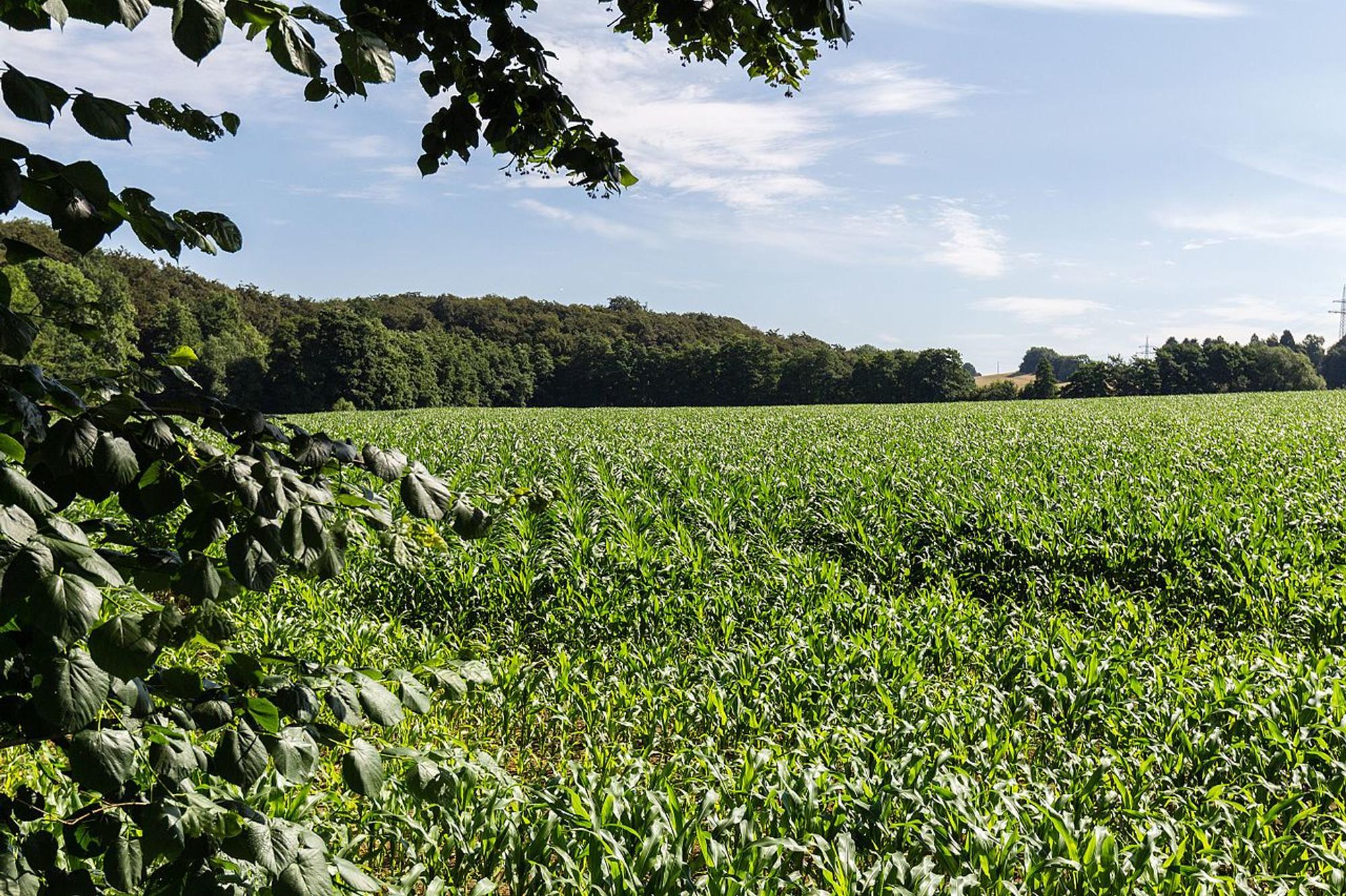 Feld_in_Wülfrath_WikiSebastian Rittau 4.0_10