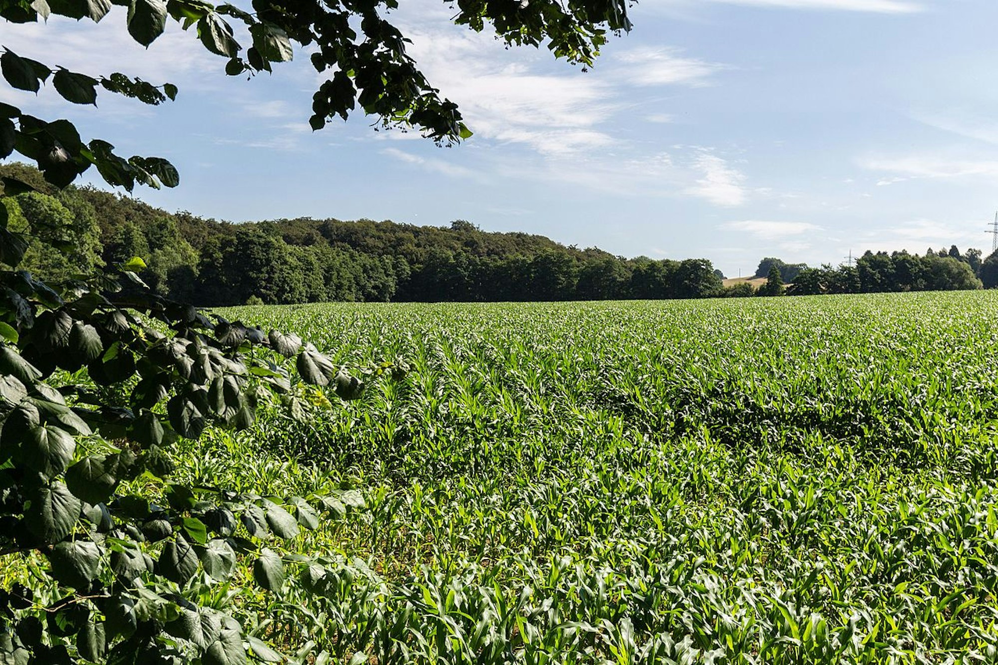 Feld_in_Wülfrath_WikiSebastian Rittau 4.0_10