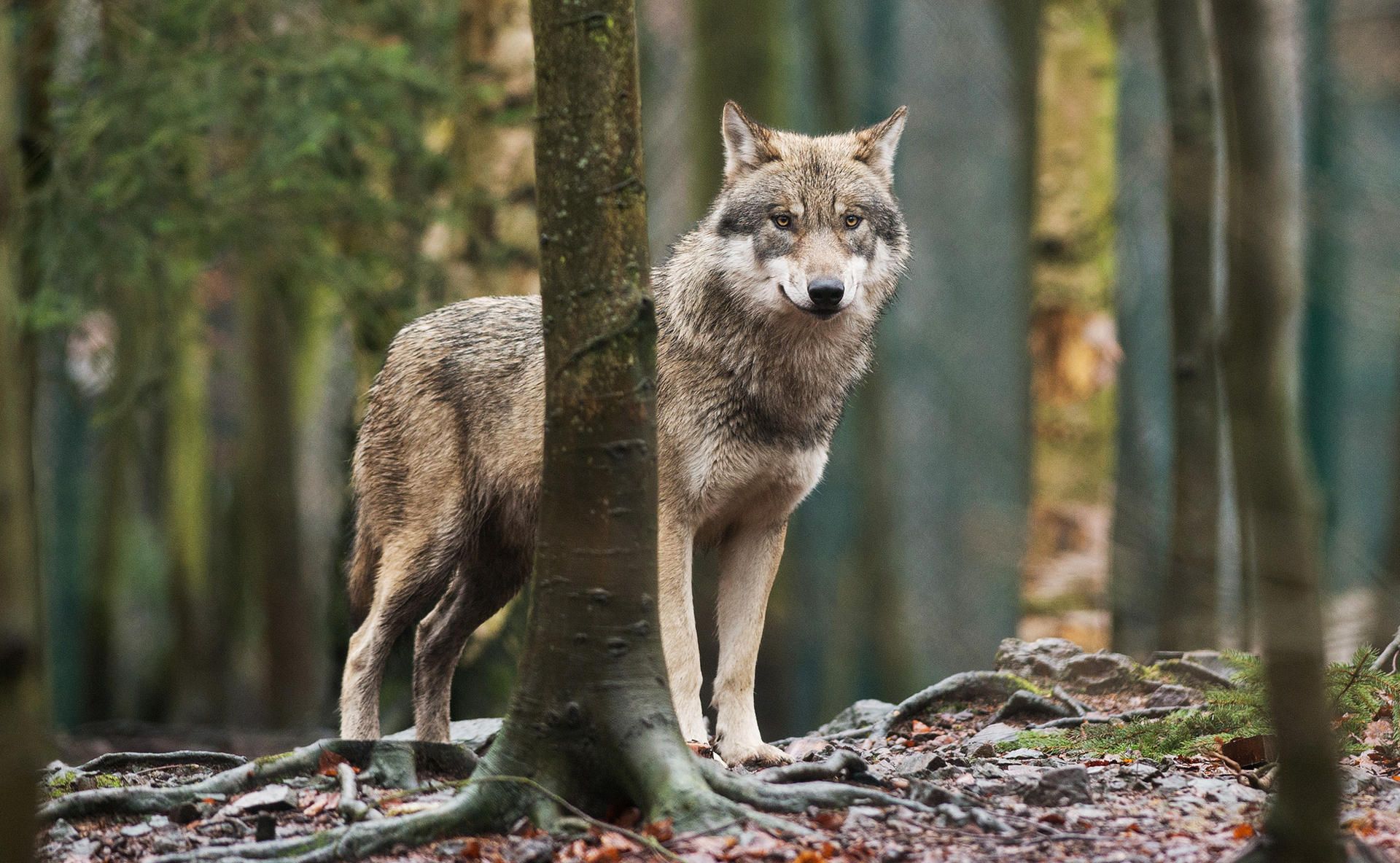 Wolf