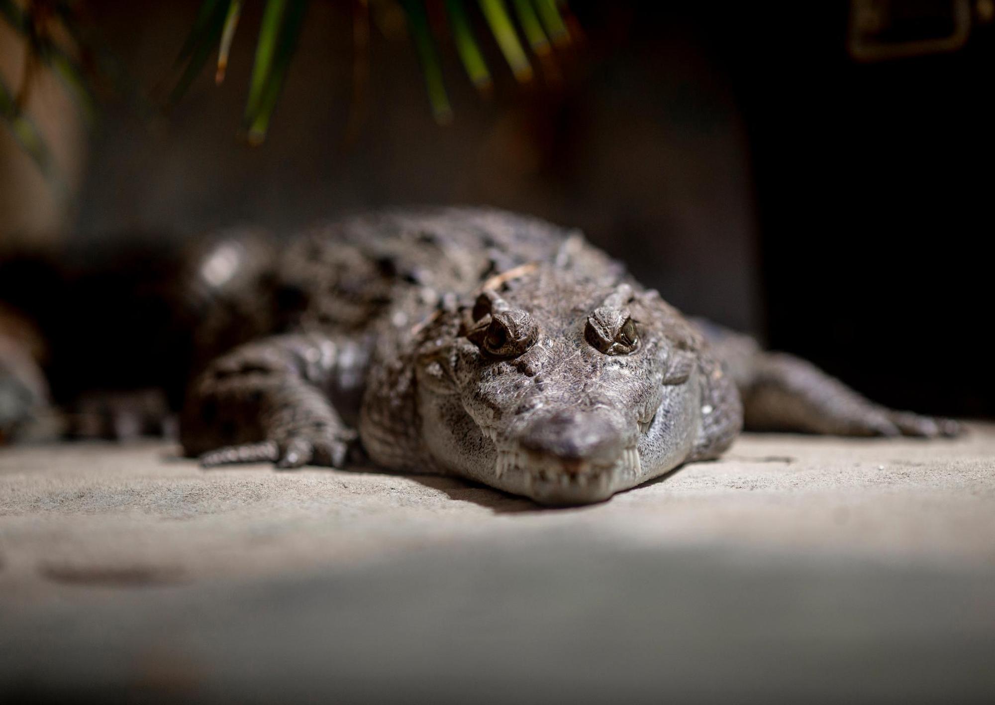 Krokodil