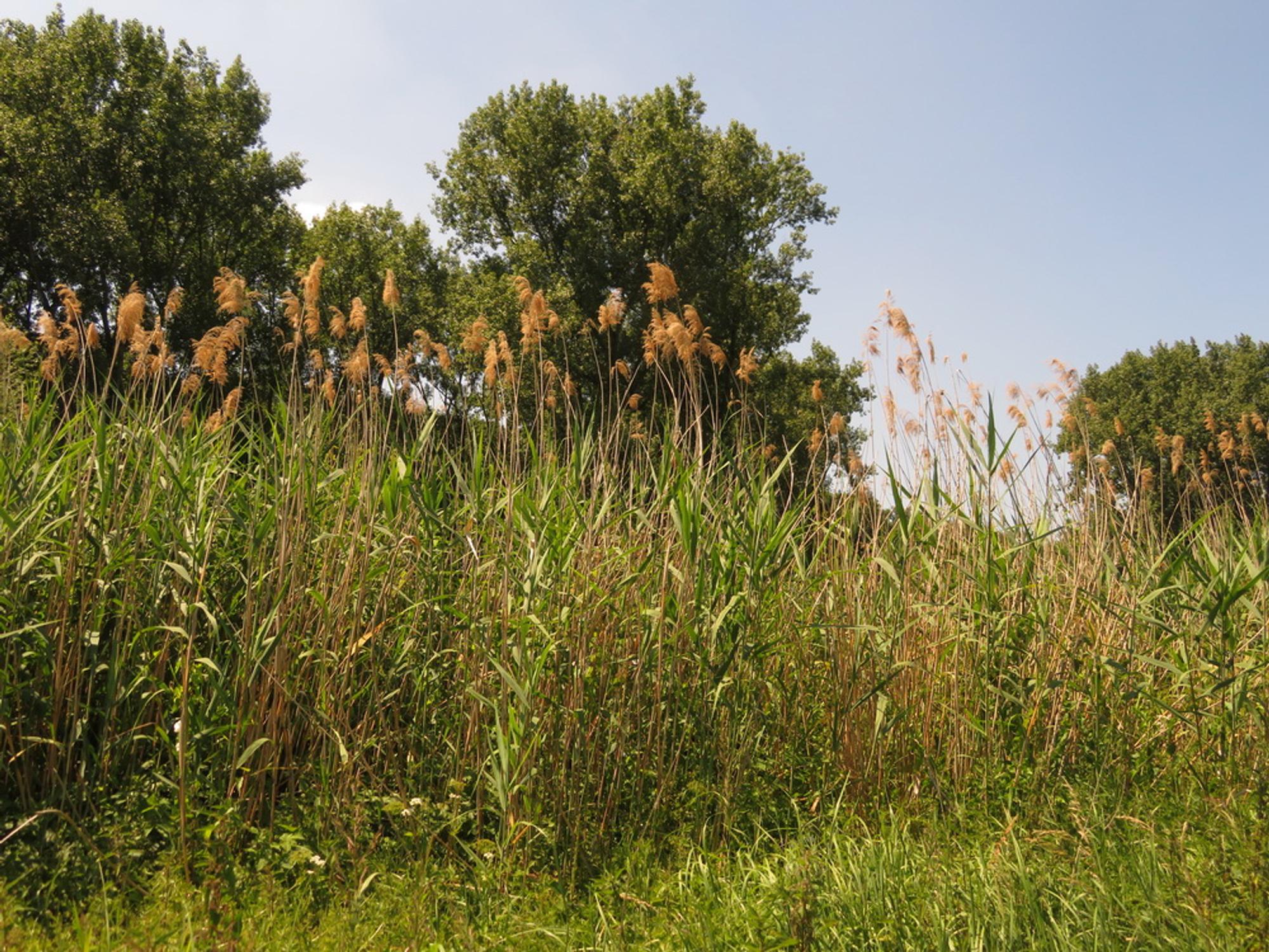 Siegaue-201-06-0039