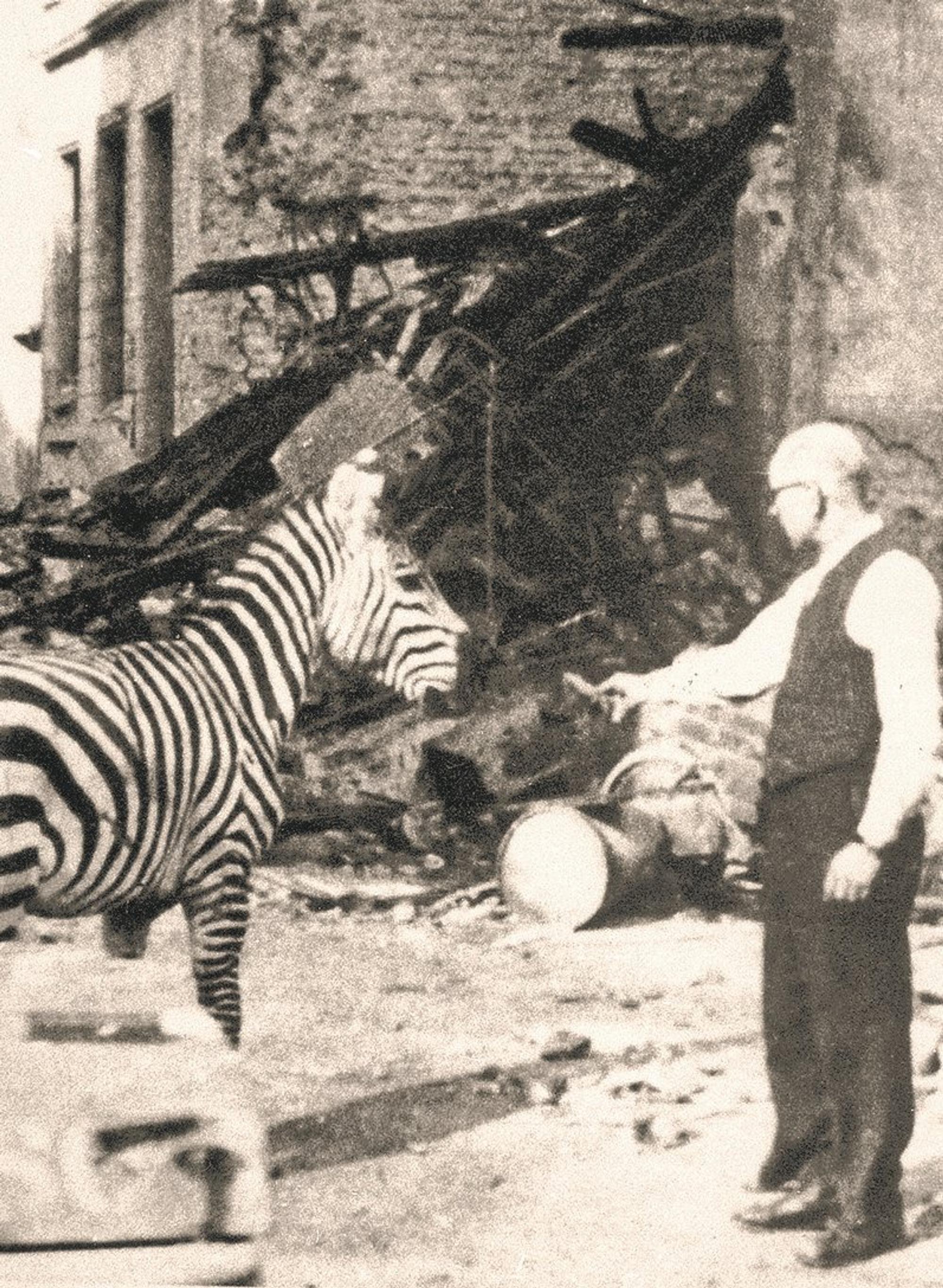 Zoo Krieg
