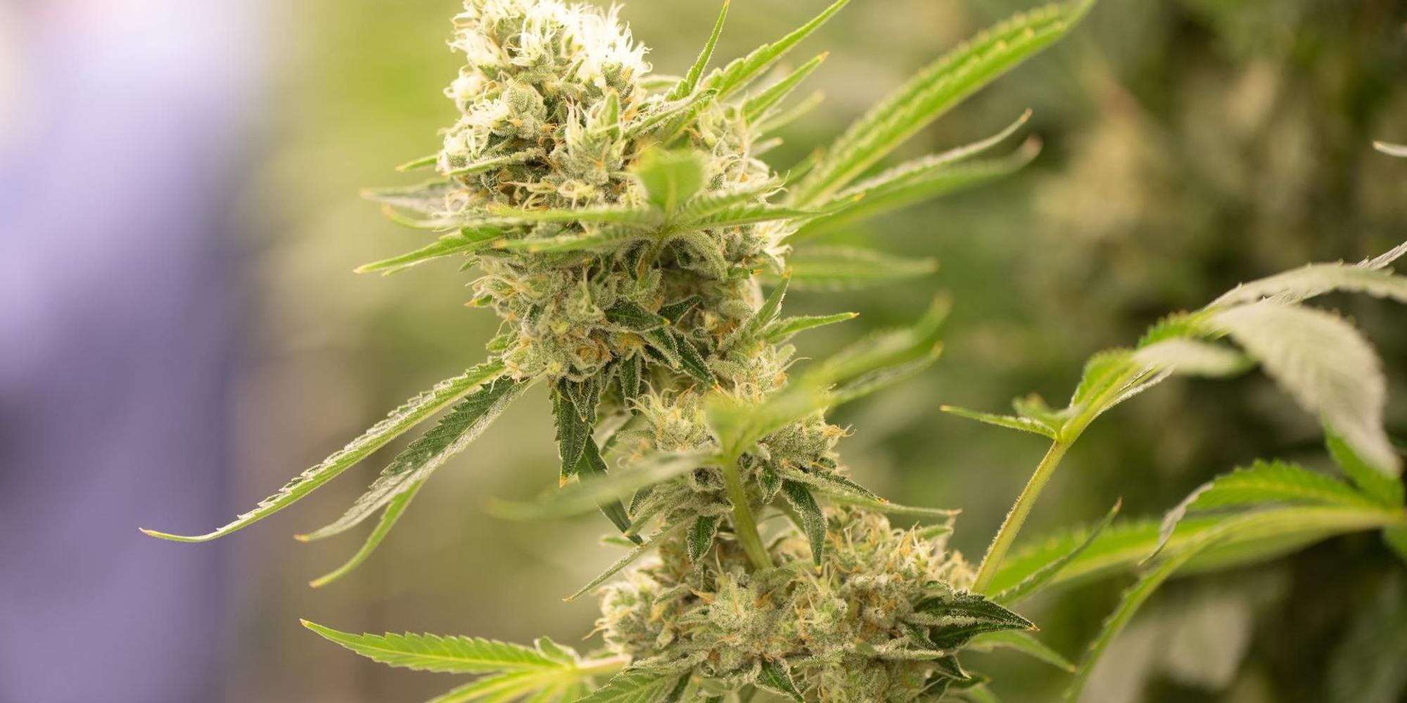 Cannabis 120822