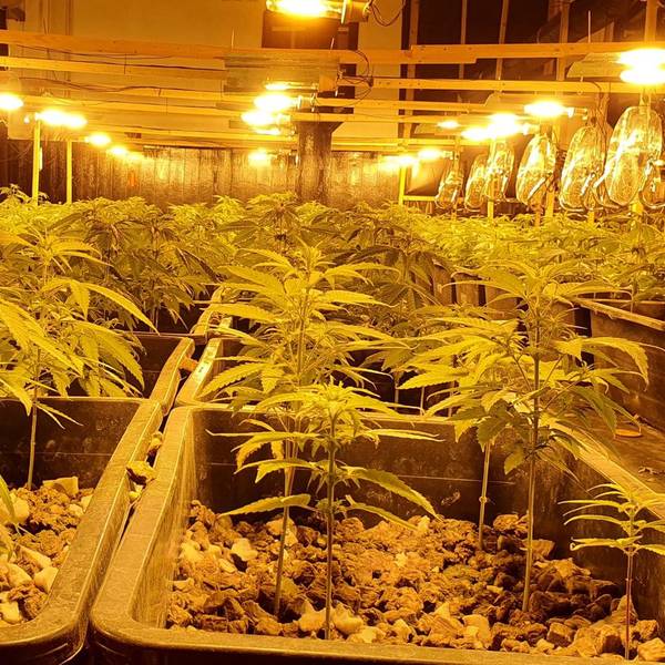 Cannabis-Plantage Hürth