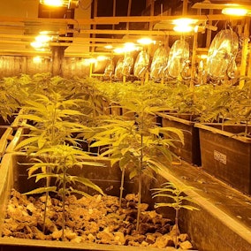 Cannabis-Plantage Hürth