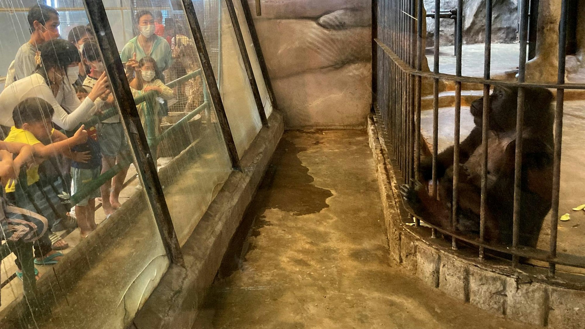 Besucherinnen und Besucher des Pata Zoo fotografieren das Gorilla-Weibchen Bua Noi.