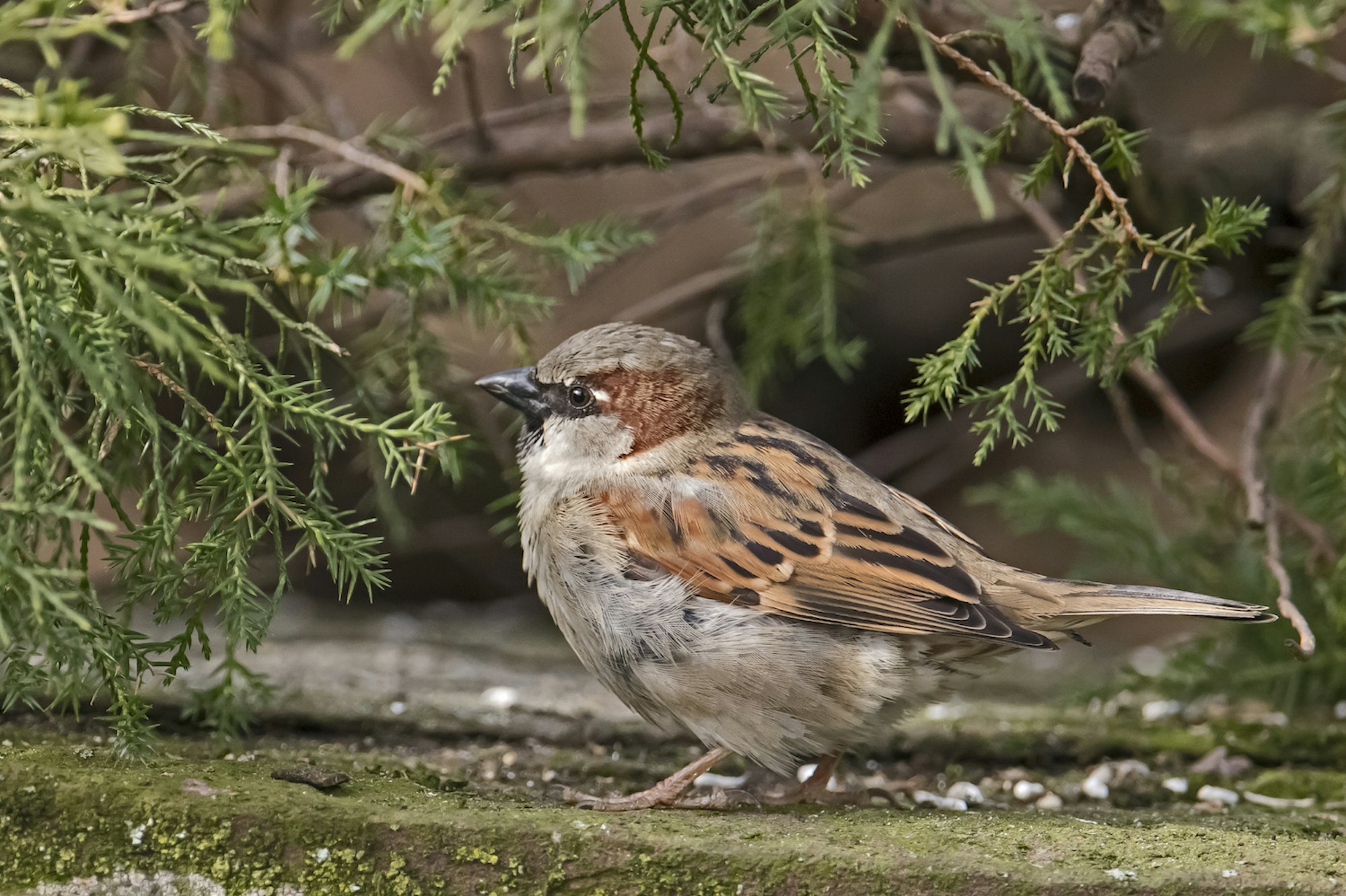 Haussperling_Brinkmann_01