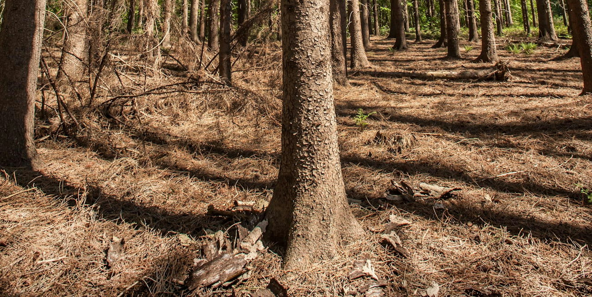 leverkusen-buergerbusch-_ALF_0629