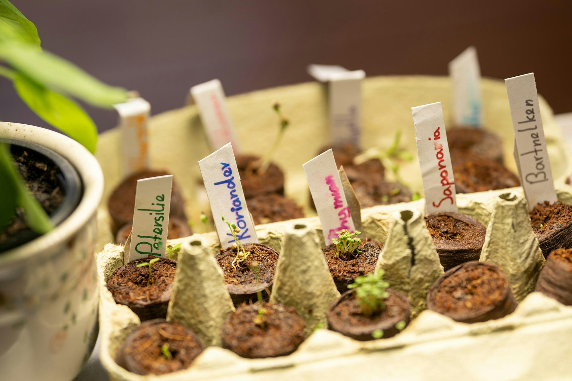 Gruenes_Projekt_fuer_kinder eierkarton