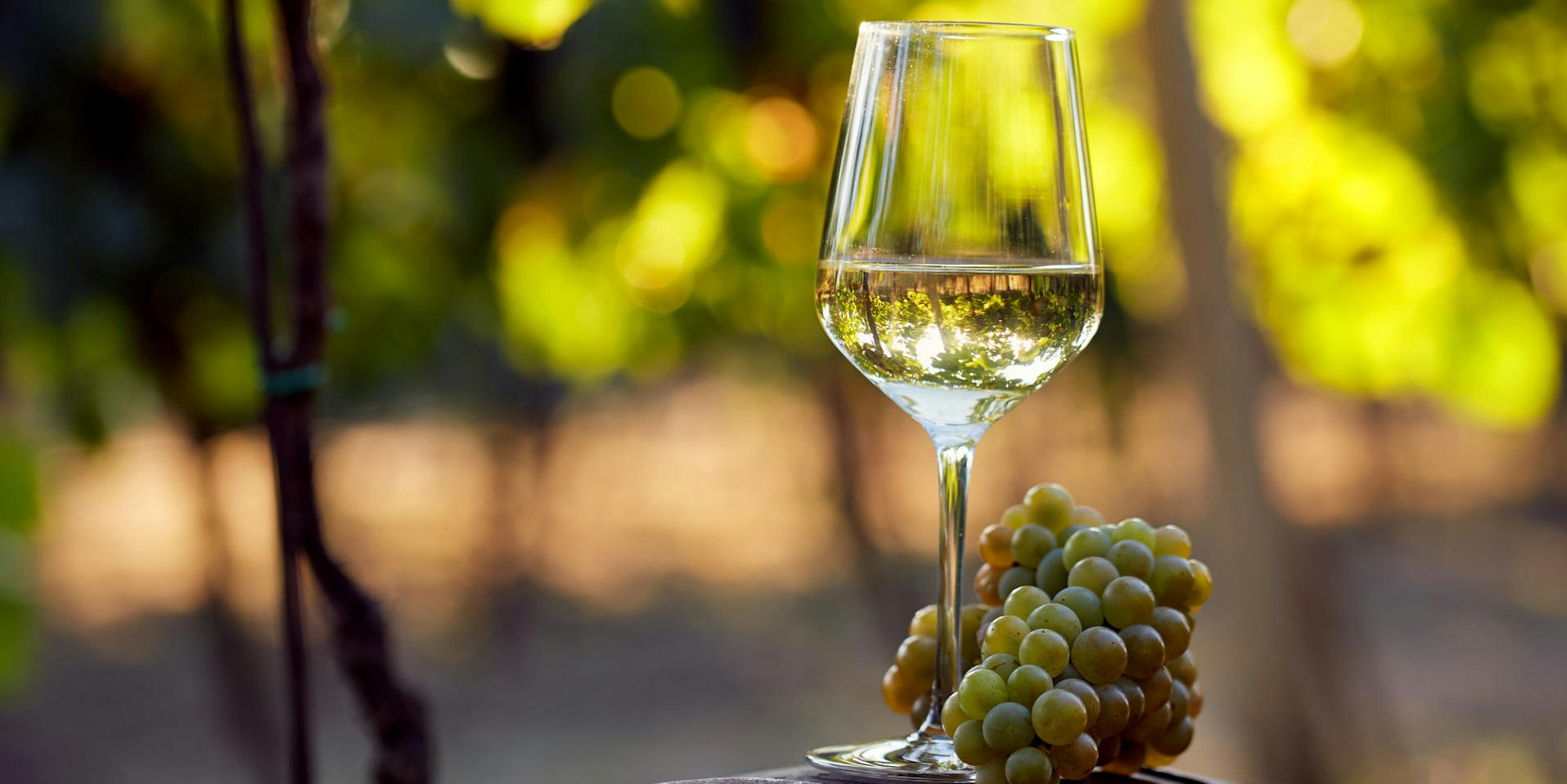 chardonnay fass trauben