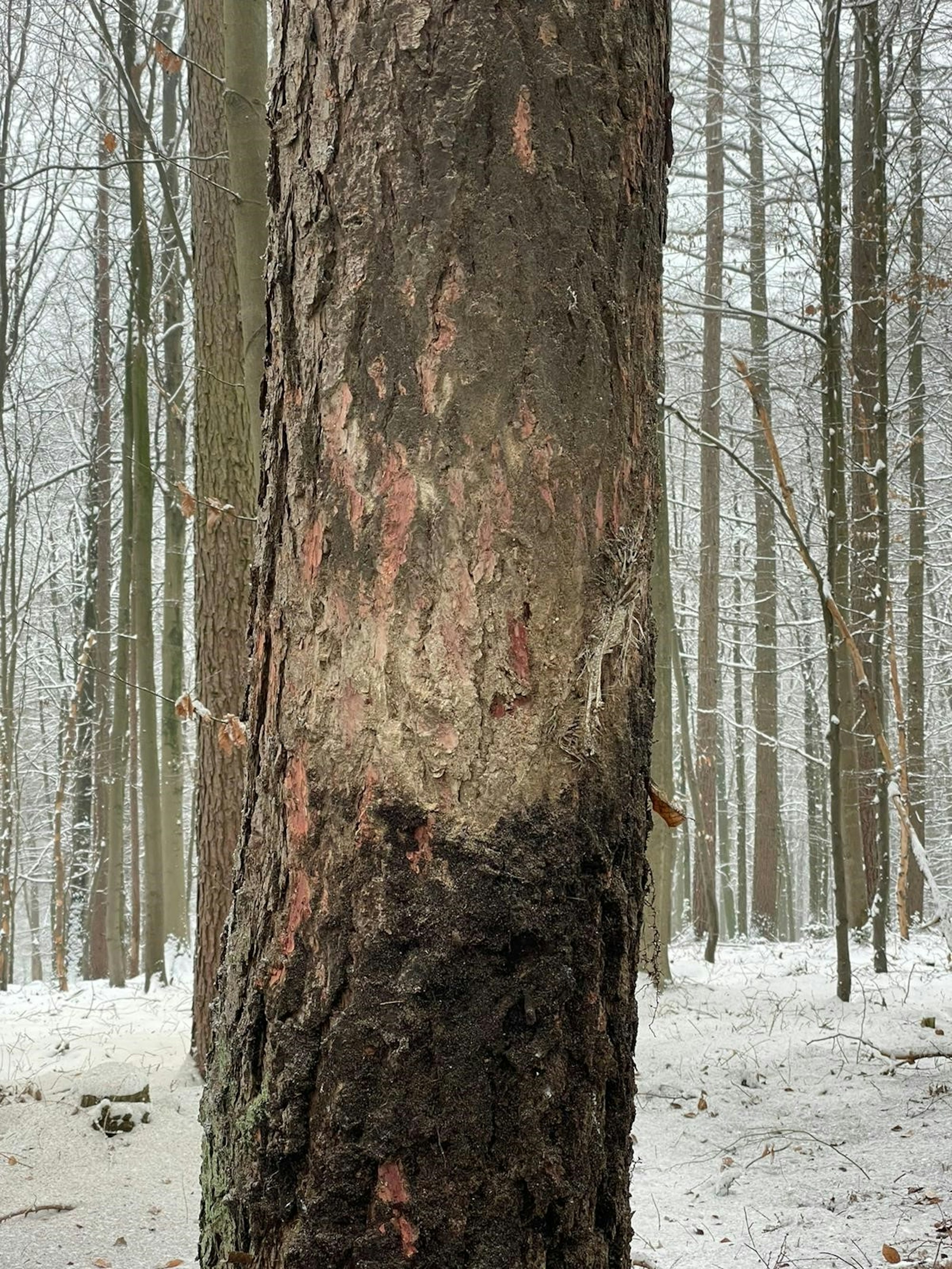 F106BaumnachderSprengung