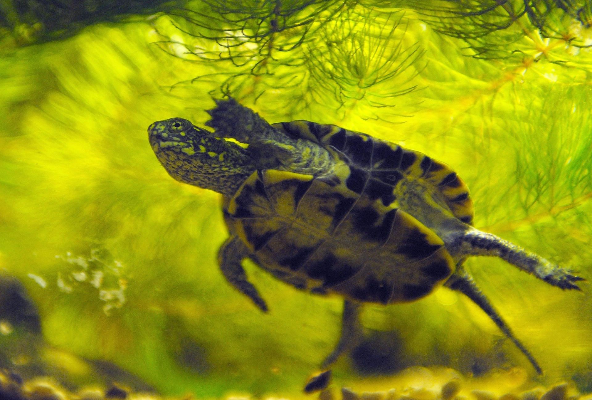Schildkröte