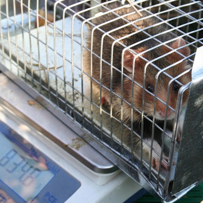 Feldhamster auf Waage