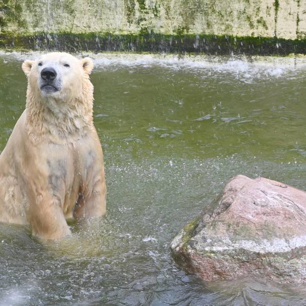 Eisbär Neumünster dpa