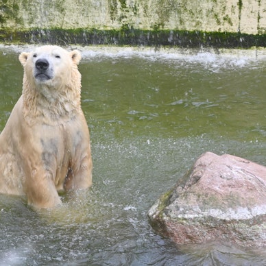 Eisbär Neumünster dpa