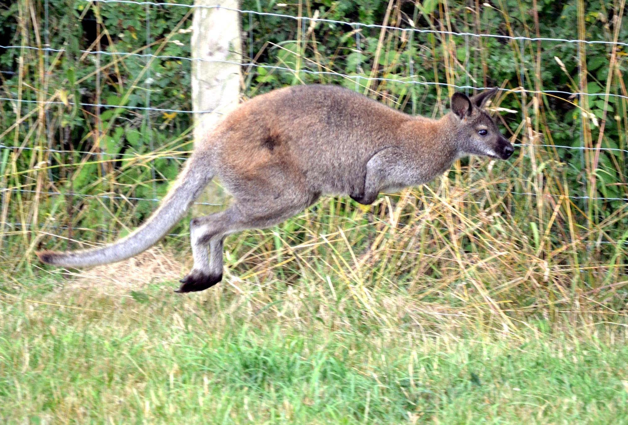 Känguru Skippy