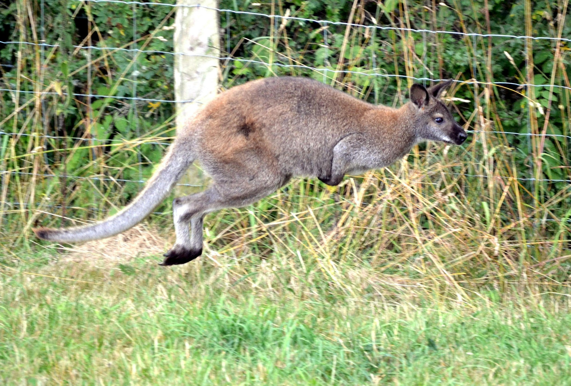 Känguru Skippy