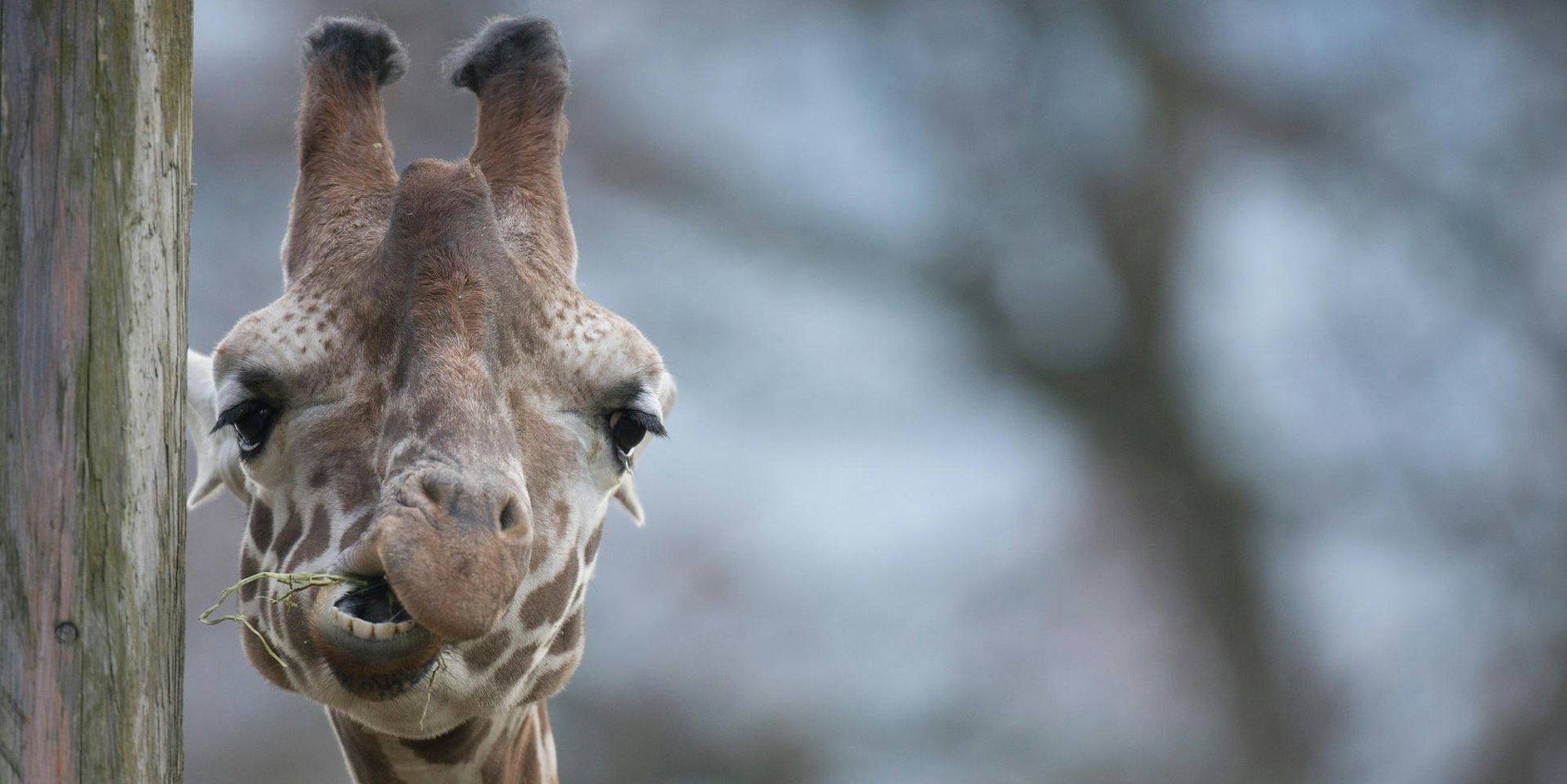Giraffe Symbolbild