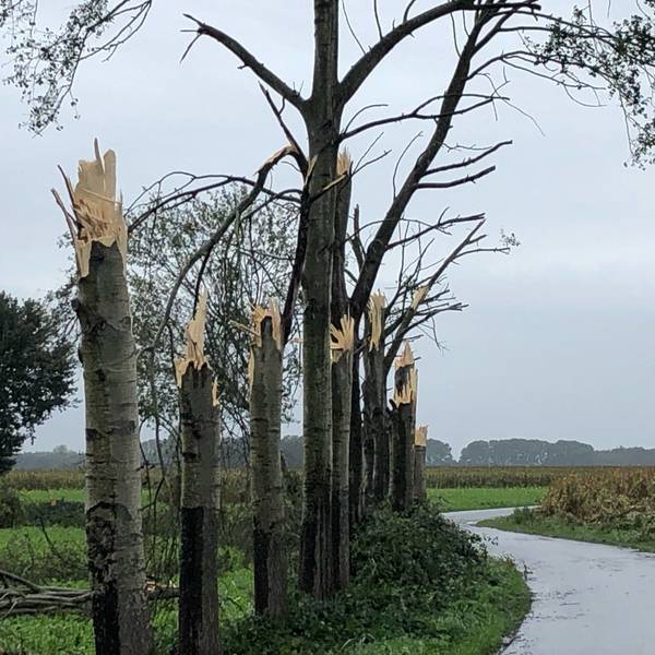 Sturm Bäume dpa neu