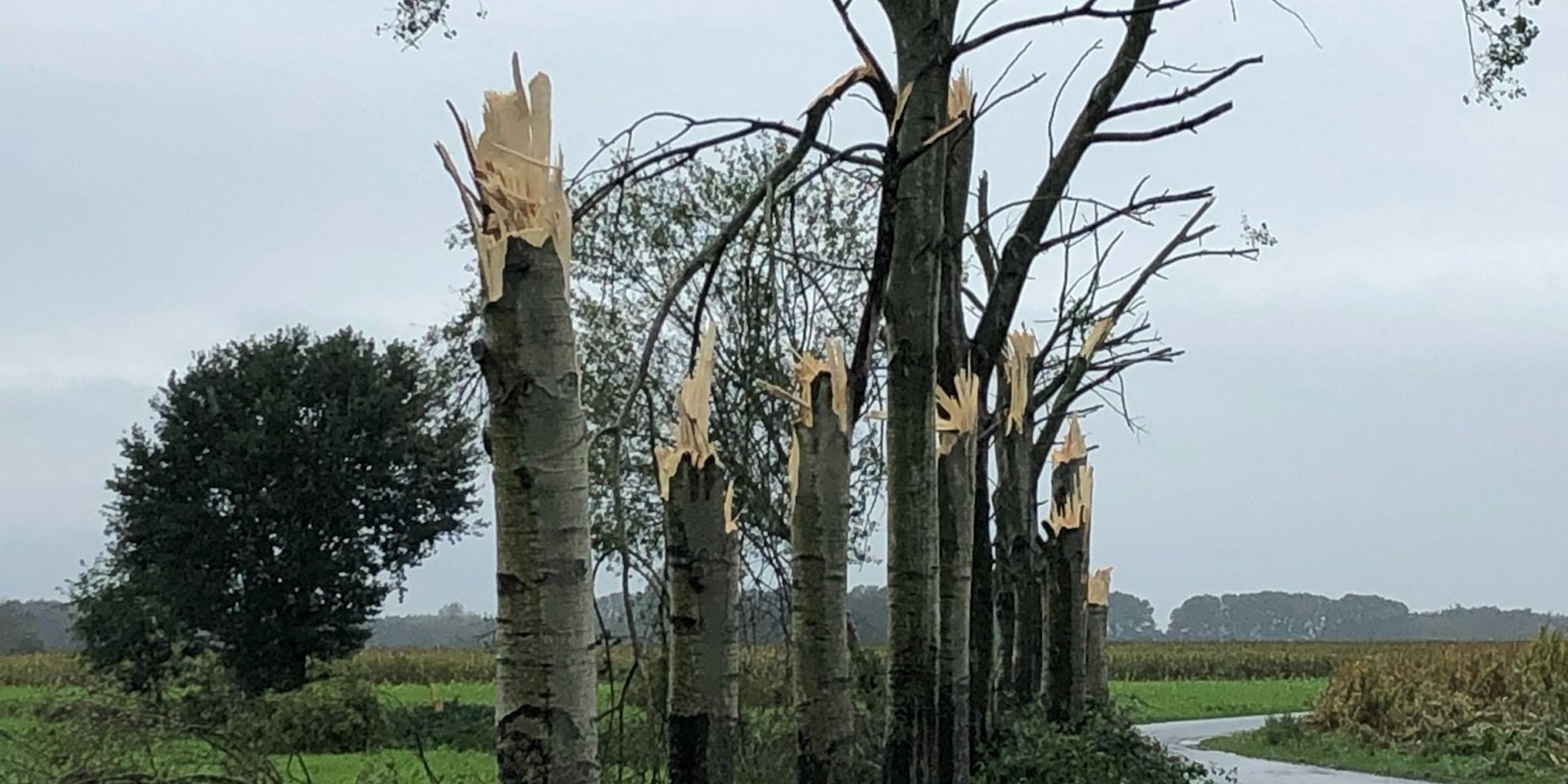 Sturm Bäume dpa neu