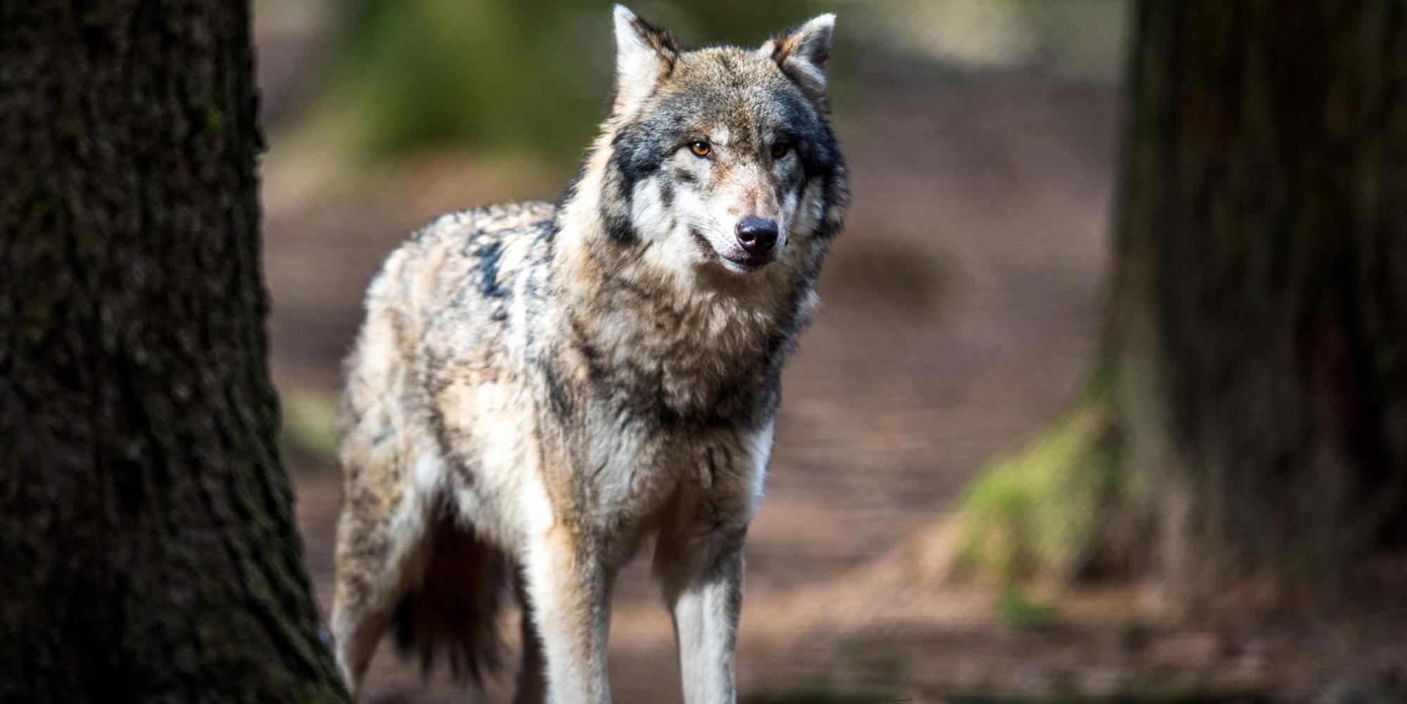 Wolf_Symbolbild