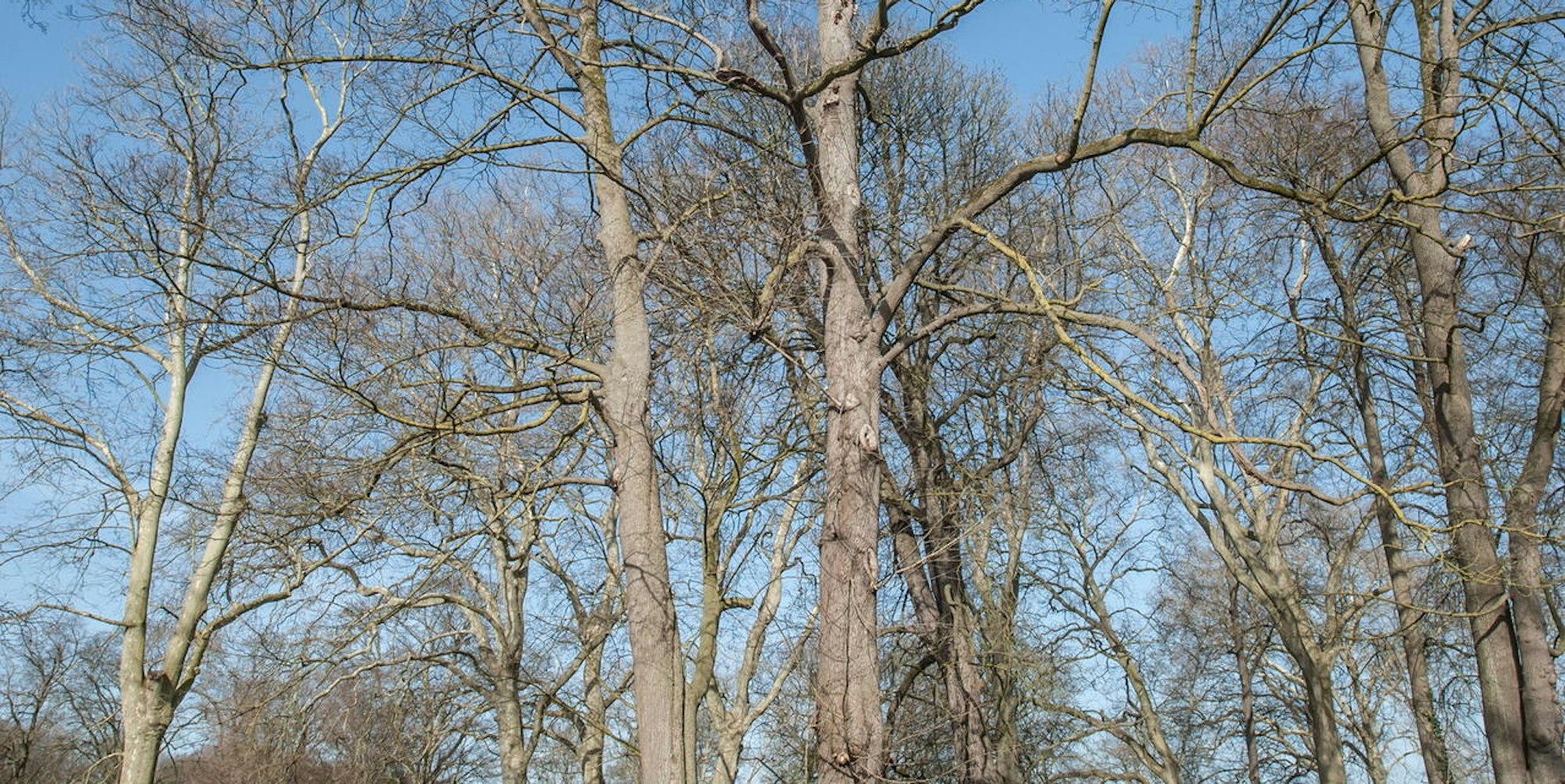 baum-mit-pilz-leichlingen25022021ALF_8179