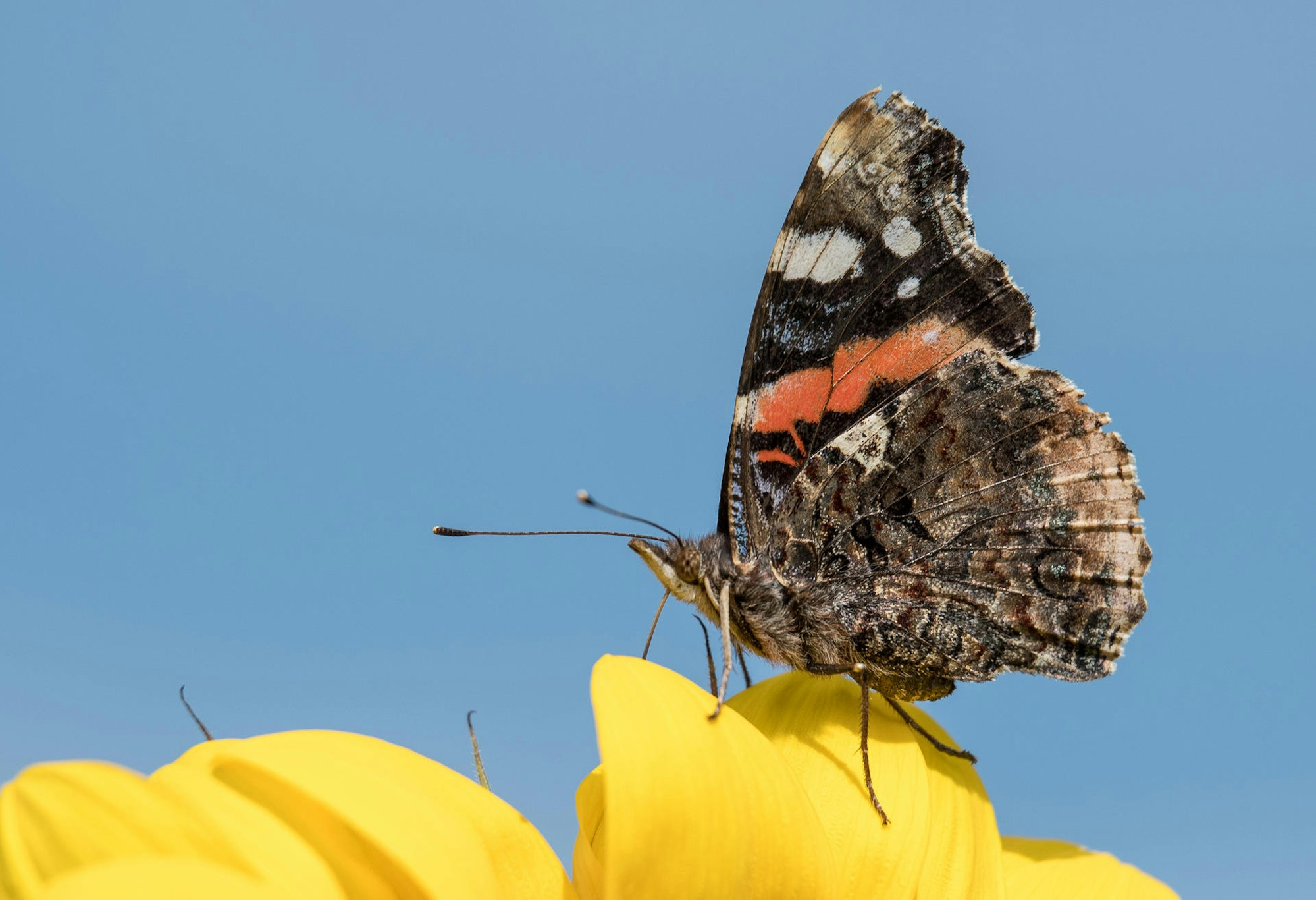 schmetterling admiral blume
