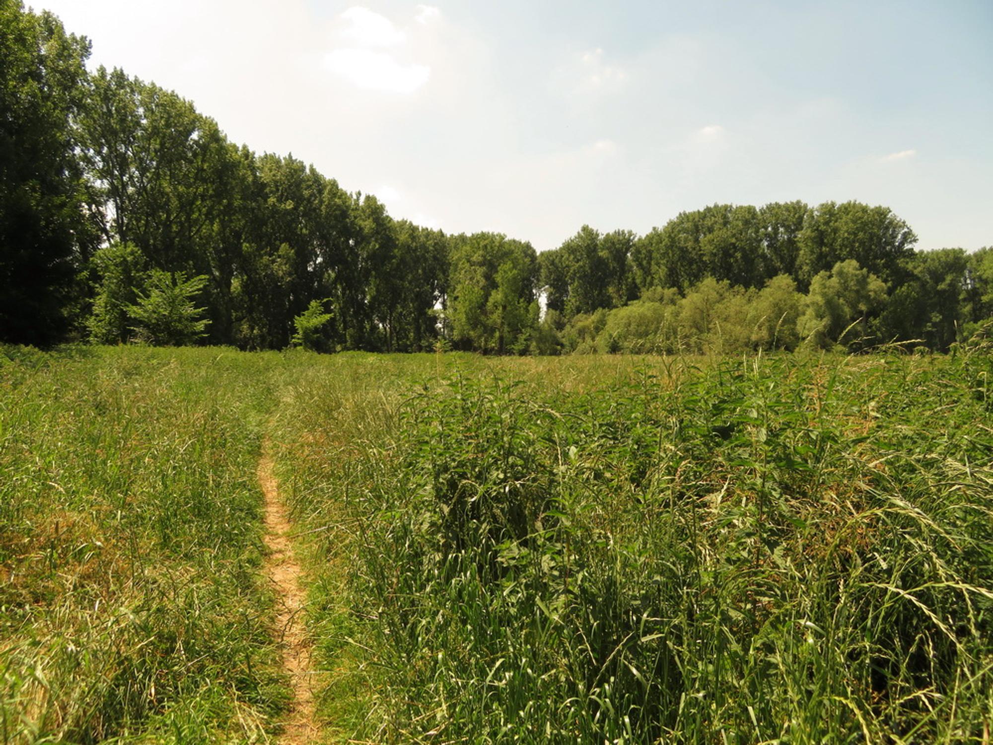 Siegaue