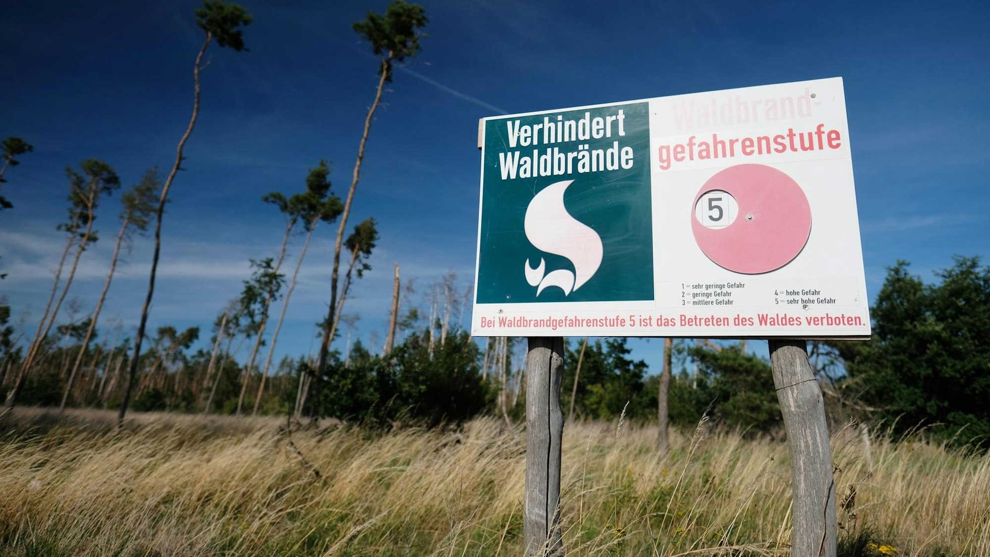Auf einem Waldbrand-Warnschild an einem von Trockenheit geschädigten Kiefernwald wird die höchste Waldbrand-Gefahrstufe angezeigt.