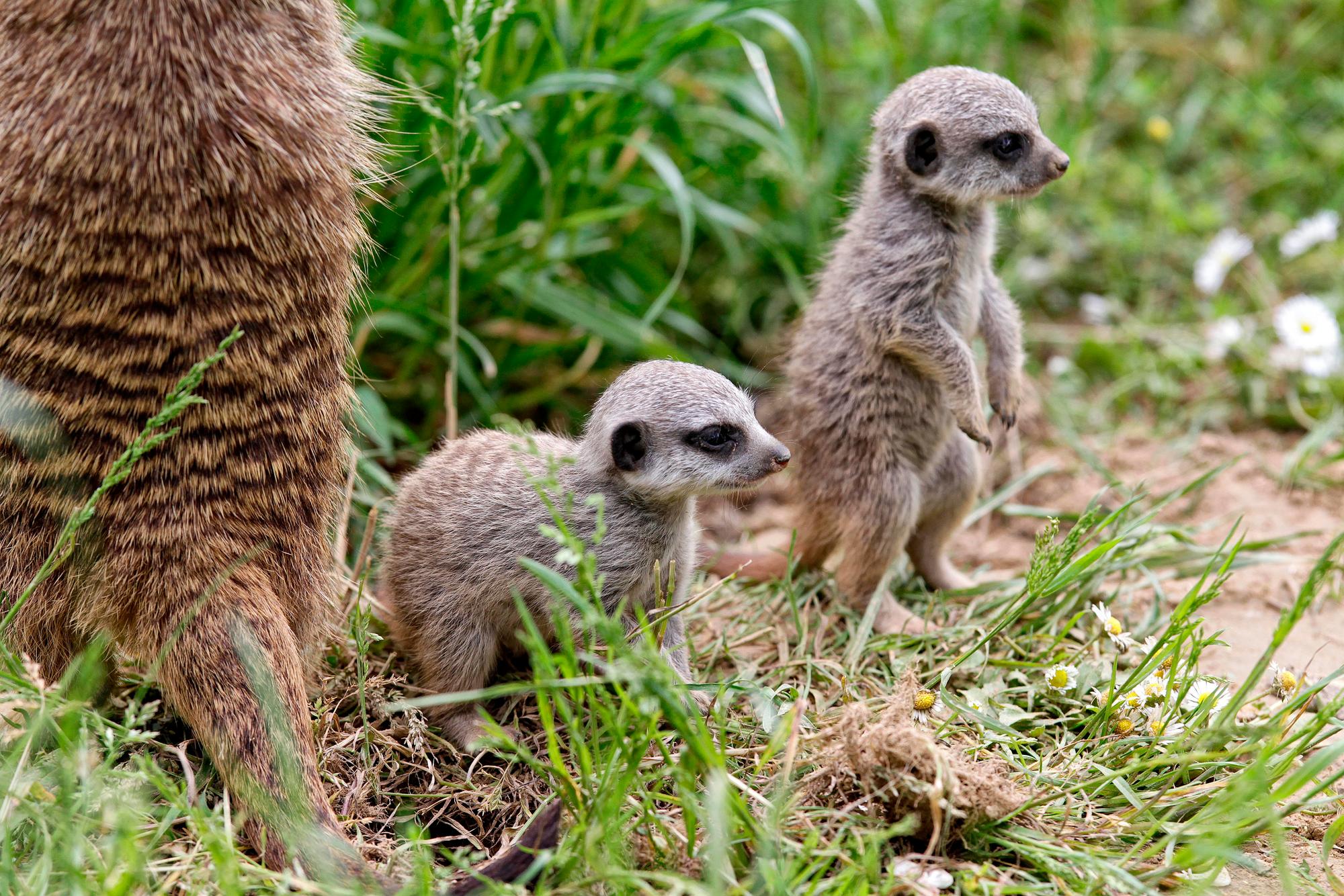 20160525_tb_Erdmaennchen_Zoo_007