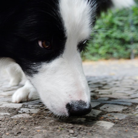 Hund_schnueffelt_Strasse