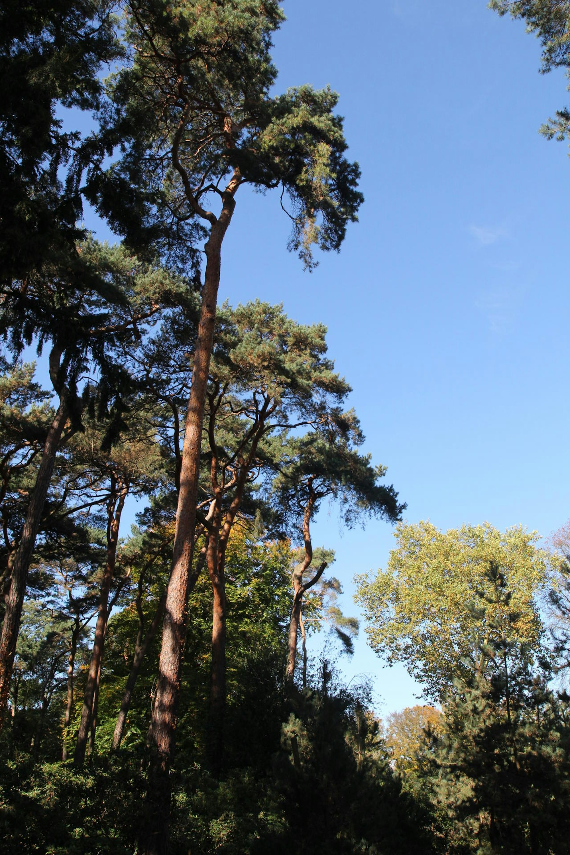 rem_baumkataster_013