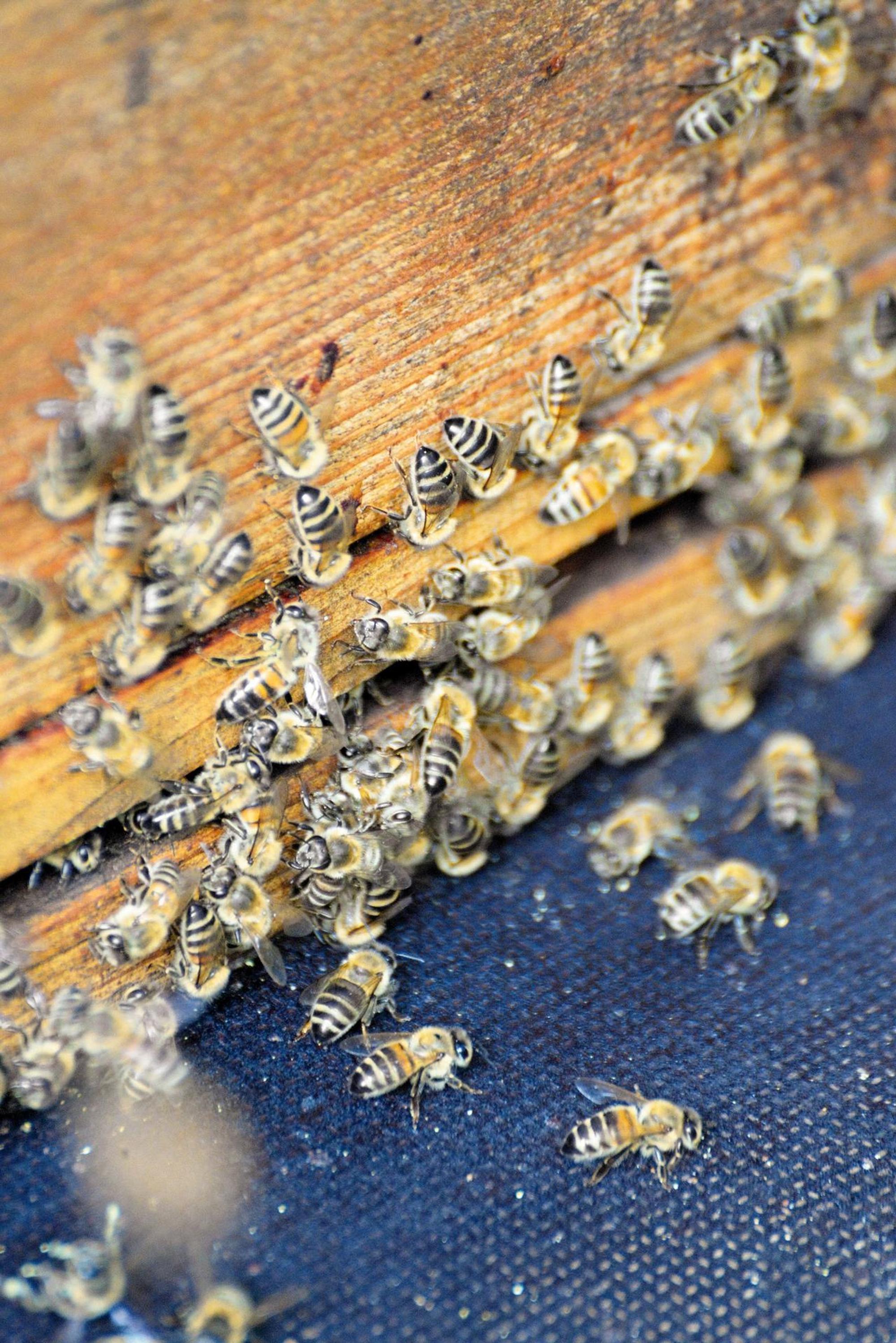 13_Das Bienenhaus in Finkens Garten NUR VERWENDEN mit BUCH 111 ORTE - Norbert Breidenstein