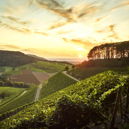 003_CASTELL__023_Franken_WeinbergHardy Mueller