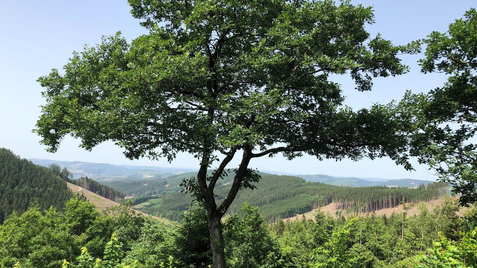 Blick auf Berge und Bäume des Sauerlands